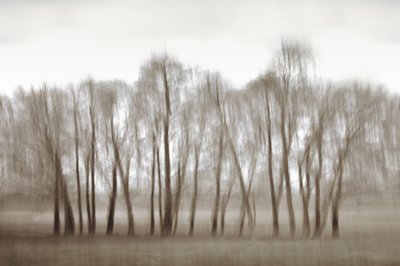 Ethereal Blurred Trees by Christina Sillen