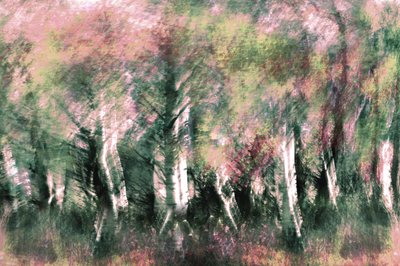Ethereal Forest Dream by Christina Sillen