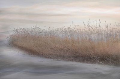 Ethereal Marsh Reeds by Christina Sillen