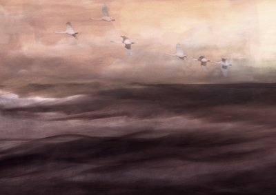 Ethereal Swan Flight by Christina Sillen