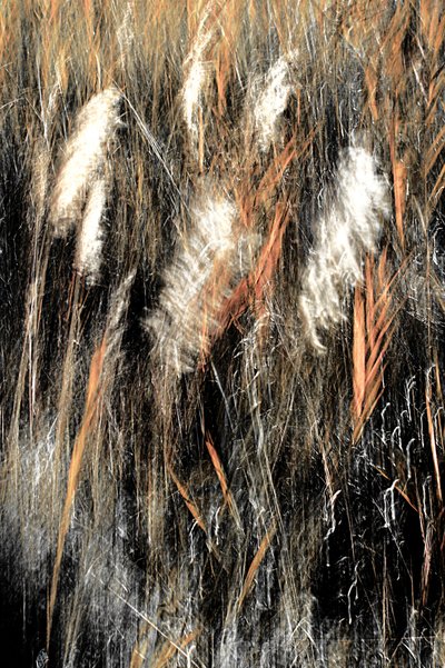Ethereal Wild Grass by Christina Sillen