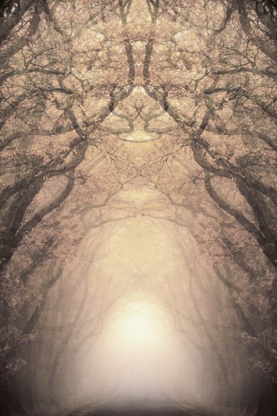 Glowing Tree Tunnel by Christina Sillen