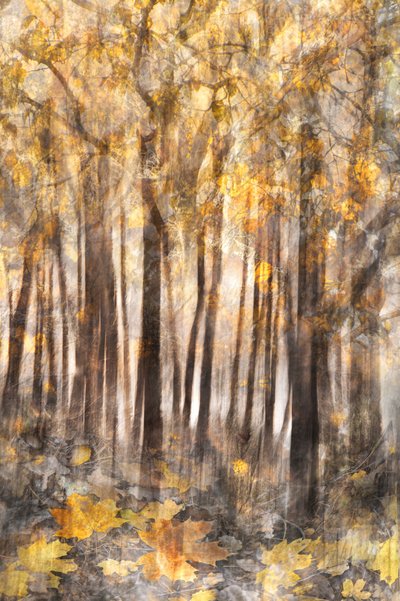 Golden Autumn Forest by Christina Sillen