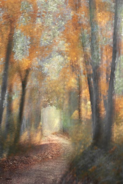 Golden Autumn Forest Path by Christina Sillen