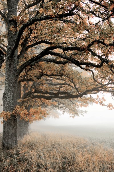 Golden Autumn Mist by Christina Sillen