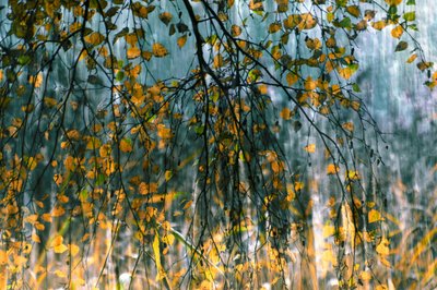 Golden Autumn Rain by Christina Sillen
