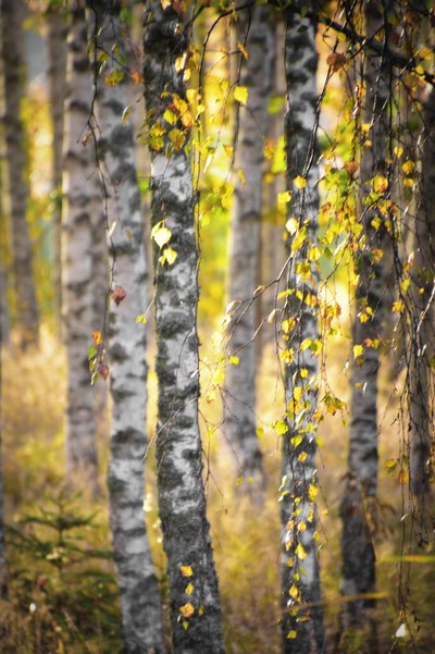 Golden Birch Forest by Christina Sillen