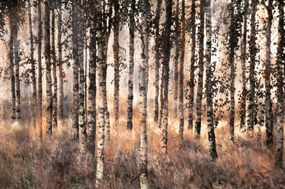 Golden Birch Forest by Christina Sillen