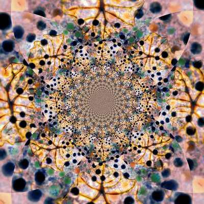 Intricate Organic Kaleidoscope by Christina Sillen