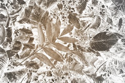 Inverted Leaf Pattern by Christina Sillen