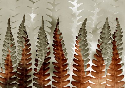 Layered Ferns Pattern by Christina Sillen