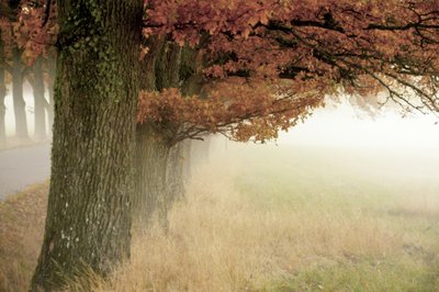 Misty Autumn Trees by Christina Sillen