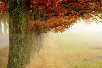 Misty Autumn Trees by Christina Sillen