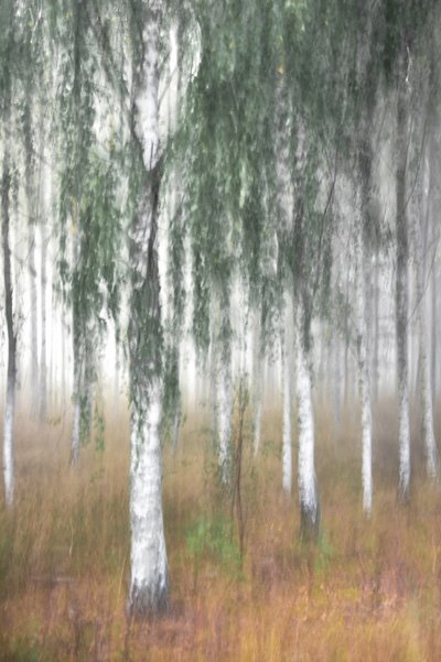 Misty Birch Forest by Christina Sillen