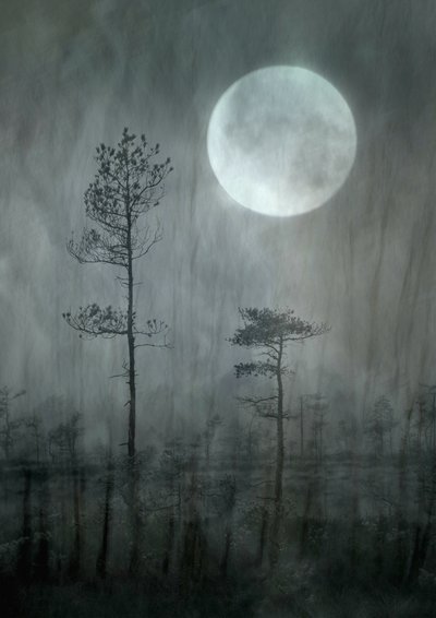 Misty Moon Forest by Christina Sillen