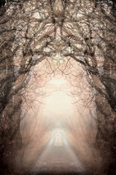 Misty Path To Light by Christina Sillen