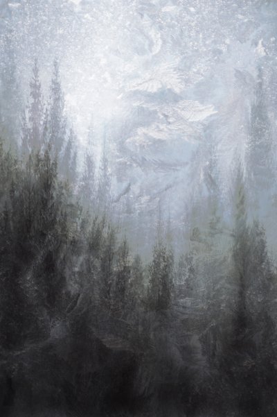 Misty Winter Forest by Christina Sillen