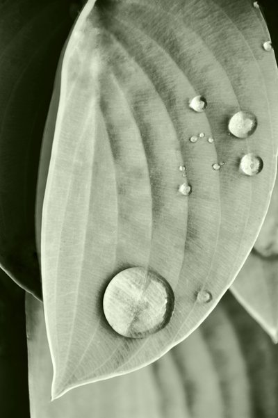 Morning Dew Leaf by Christina Sillen
