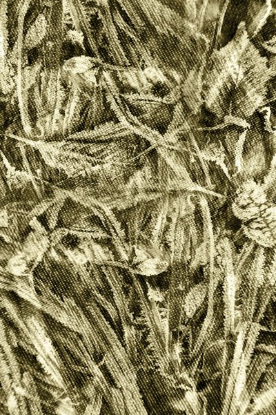 Rustic Leaf Texture by Christina Sillen