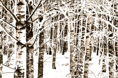 Snowy Birch Forest by Christina Sillen