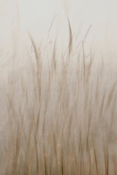 Soft Beige Grass by Christina Sillen