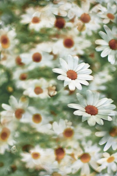 Soft Daisy Field by Christina Sillen