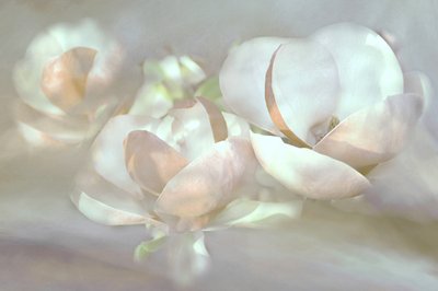 Soft Magnolia Blooms by Christina Sillen