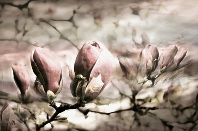 Soft Magnolia Buds by Christina Sillen