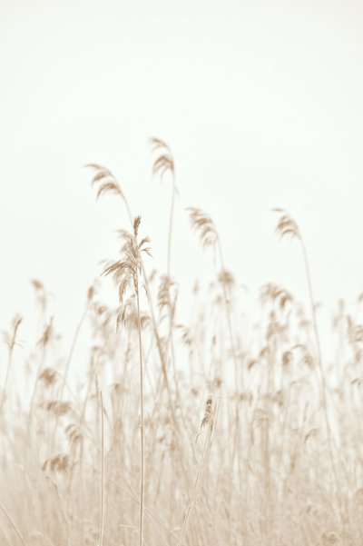 Soft Swaying Reeds by Christina Sillen