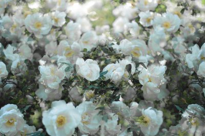 Soft White Roses by Christina Sillen