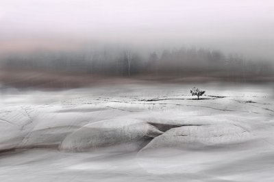 Solitary Winter Tree by Christina Sillen