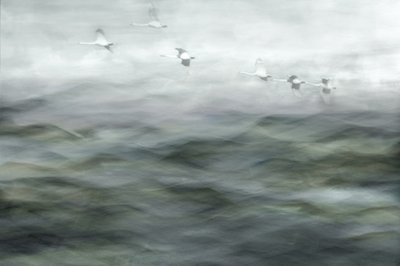 Swans Over Misty Water by Christina Sillen