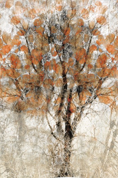 Textured Autumn Tree by Christina Sillen