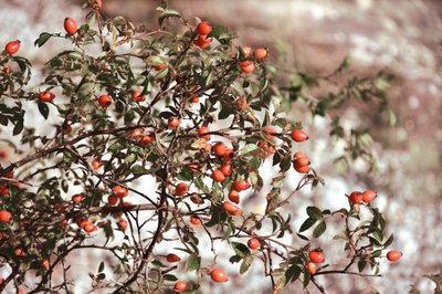 Vibrant Rose Hips by Christina Sillen