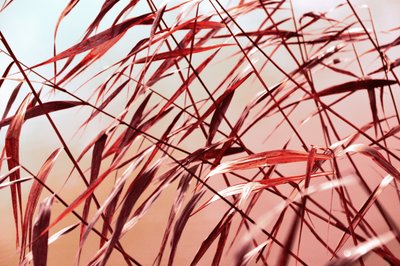 Warm Autumn Reeds by Christina Sillen