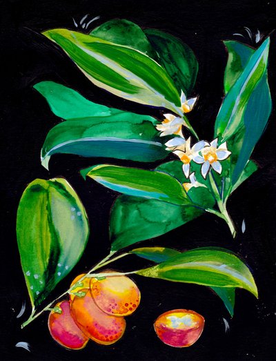 Orange Fruit And Blossoms by Christine Lindstrom