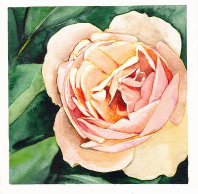 Soft Peach Rose by Christine Lindstrom