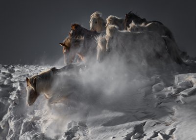 Wild Horses In Snow by Chuanxu Ren
