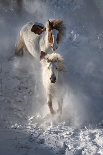 Wild Winter Horses by Chuanxu Ren
