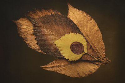 Autumn Leaf Eye by Cicek Kiral