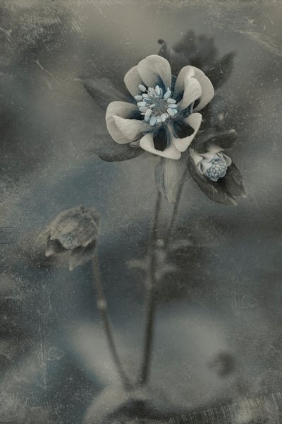 Blue Vintage Bloom by Cicek Kiral