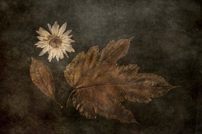 Dried Autumn Botanicals by Cicek Kiral