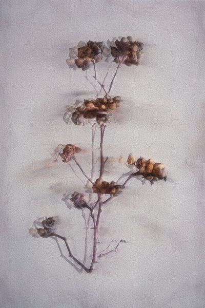 Soft Dried Botanicals by Cicek Kiral