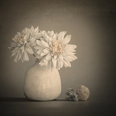 Soft Petals and Shells by Cicek Kiral