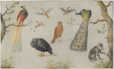 Study of Birds and Monkey by Circle of Jan van Kessel the Elder