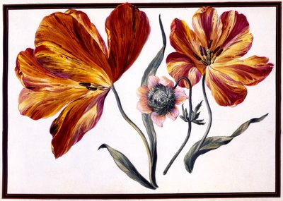 Tulips and Anenome, c.1690 by Claude Aubriet