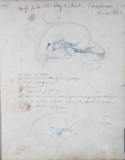Nervous system in the head of a cat, May 1842 by Claude Bernard