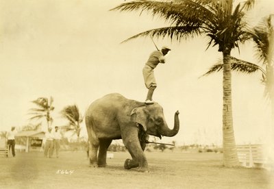 Golfer Standing on Rosie the Elephant, Miami Beach by Claude C. Matlack