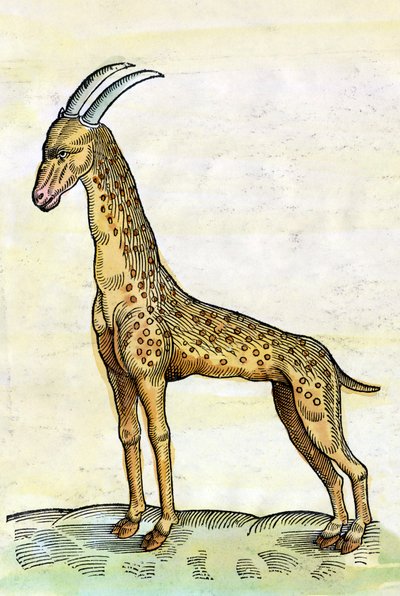 The Giraffe in Historia Animalium by Conrad Gesner by Conrad Gessner