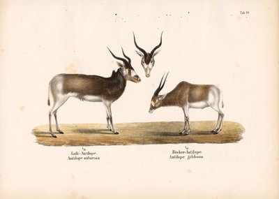Addax and Bontebok Antelopes by Conrad Kull